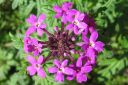 Rautayrtti2C_Verbena_sp_IMG_8489.jpg