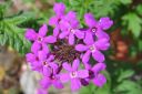 Rautayrtti2C_Verbena_sp_IMG_9063.jpg