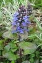 Rentoakankaali2C_Ajuga_reptans_IMG_0628.jpg