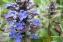 Rentoakankaali2C_Ajuga_reptans_IMG_0630.jpg