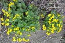 Rentukka2C_Caltha_palustris_IMG_6517.jpg