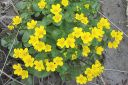 Rentukka2C_Caltha_palustris_IMG_6519.jpg