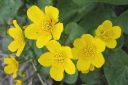 Rentukka2C_Caltha_palustris_IMG_6520.jpg