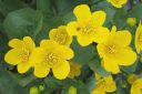 Rentukka2C_Caltha_palustris_IMG_6521.jpg