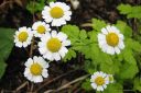 Reunuspaivankakkara2C_Tanacetum_parthenium_28Chrysanthemum_parthenium29_IMG_0723.jpg