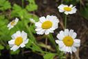 Tiedostonimi=Reunuspaivankakkara2C_Tanacetum_parthenium_28Chrysanthemum_parthenium29_IMG_9394.jpg
Tiedostokoko=43kt
Koko=600x399
Lisätty=11.03.2011 Reunuspaivankakkara2C_Tanacetum_parthenium_28Chrysanthemum_parthenium29_IMG_9394.jpg