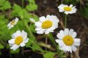 Reunuspaivankakkara2C_Tanacetum_parthenium_28Chrysanthemum_parthenium29_IMG_9394.jpg