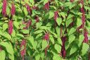 Revonhanta2C_Amaranthus_sp_IMG_1933.jpg