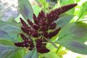 Tiedostonimi=Revonhanta2C_Amaranthus_sp_IMG_3473.jpg
Tiedostokoko=64kt
Koko=600x399
Lisätty=11.03.2011 Revonhanta2C_Amaranthus_sp_IMG_3473.jpg