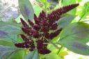 Revonhanta2C_Amaranthus_sp_IMG_3473.jpg