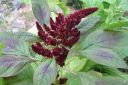 Revonhanta2C_Amaranthus_sp_IMG_3544.jpg