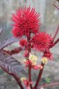 Risiini2C_Ricinus_communis_IMG_2475.jpg