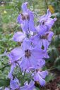 Ritarinkannus2C_Delphinium_sp_IMG_0036.jpg