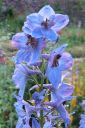 Ritarinkannus2C_Delphinium_sp_IMG_0037.jpg