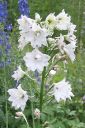 Ritarinkannus2C_Delphinium_sp_IMG_0045.jpg