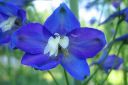 Ritarinkannus2C_Delphinium_sp_IMG_4504.jpg