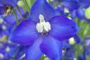 Ritarinkannus2C_Delphinium_sp_IMG_5569.jpg