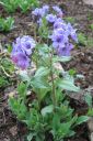 Rohtoimikka2C_Pulmonaria_officinalis_IMG_0286.jpg