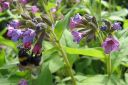 Rohtoimikka2C_Pulmonaria_officinalis_IMG_1549.jpg