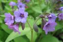 Rohtoimikka2C_Pulmonaria_officinalis_IMG_2361.jpg