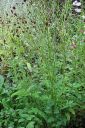 Rohtoluppio2C_Sanguisorba_officinalis_IMG_0941.jpg