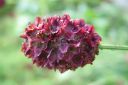 Rohtoluppio2C_Sanguisorba_officinalis_IMG_2307.jpg