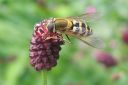 Tiedostonimi=Rohtoluppio2C_Sanguisorba_officinalis_IMG_2311.jpg
Tiedostokoko=32kt
Koko=600x400
Lisätty=11.03.2011 Rohtoluppio2C_Sanguisorba_officinalis_IMG_2311.jpg