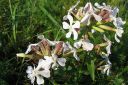 Rohtosuopayrtti2C_Saponaria_officinalis_IMG_0742.jpg