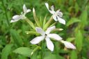 Rohtosuopayrtti2C_Saponaria_officinalis_IMG_2511.jpg