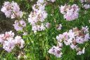 Rohtosuopayrtti2C_Saponaria_officinalis_IMG_2676.jpg