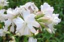 Rohtosuopayrtti2C_Saponaria_officinalis_IMG_3212.jpg