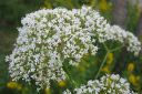 Rohtovirmajuuri2C_Valeriana_officinalis_IMG_0032.jpg