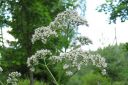 Rohtovirmajuuri2C_Valeriana_officinalis_IMG_5159.jpg