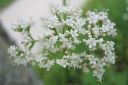 Rohtovirmajuuri2C_Valeriana_officinalis_IMG_5161.jpg