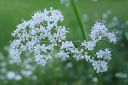 Rohtovirmajuuri2C_Valeriana_officinalis_IMG_5297.jpg