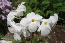 Ronsyleimu2C_Phlox_stolonifera_IMG_0195.jpg