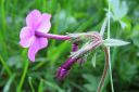 Ronsyleimu2C_Phlox_stolonifera_IMG_2157.jpg