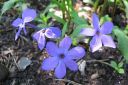 Ronsyleimu2C_Phlox_stolonifera_IMG_3906.jpg