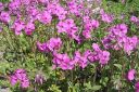 Ronsyleimu2C_Phlox_stolonifera_IMG_7334.jpg