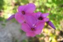 Ronsyleimu2C_Phlox_stolonifera_IMG_7337.jpg