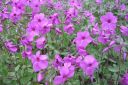 Ronsyleimu2C_Phlox_stolonifera_IMG_7499.jpg