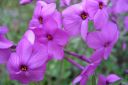 Ronsyleimu2C_Phlox_stolonifera_IMG_7501.jpg