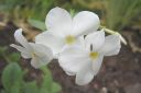 Ronsyleimu2C_Phlox_stolonifera_IMG_8161.jpg