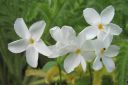 Ronsyleimu2C_Phlox_stolonifera_IMG_9127.jpg