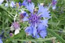 Ruiskaunokki2C_Centaurea_cyanus_IMG_0653.jpg