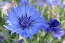 Ruiskaunokki2C_Centaurea_cyanus_IMG_0655.jpg