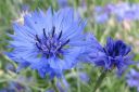 Ruiskaunokki2C_Centaurea_cyanus_IMG_0656.jpg