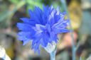 Ruiskaunokki2C_Centaurea_cyanus_IMG_5403.jpg