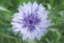 Tiedostonimi=Ruiskaunokki2C_Centaurea_cyanus_IMG_6843.jpg
Tiedostokoko=39kt
Koko=600x400
Lisätty=11.03.2011 Ruiskaunokki2C_Centaurea_cyanus_IMG_6843.jpg