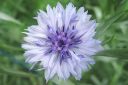 Ruiskaunokki2C_Centaurea_cyanus_IMG_6843.jpg